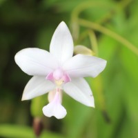 <i>Spathoglottis plicata</i>  Blume